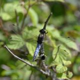 Black Tailed Skimmer
