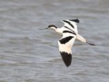 4th June 2025 - Blacktoft Sands