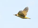 Green Woodpecker