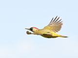 Green Woodpecker