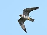 Hobby