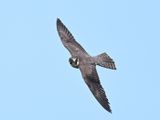 Hobby