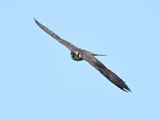 Hobby