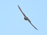 Hobby