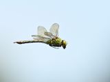 Emperor Dragonfly 