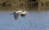 Grey Heron