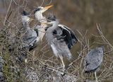 Heron family