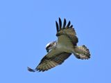 Osprey 6K14