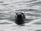 Grey Seal