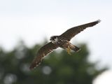 Hobby H1