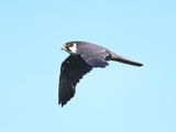 Hobby