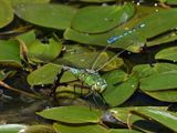 Emperor Dragonfly being buzzed by an Azure Damsel