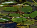 Brown Hawker