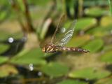 Brown Hawker