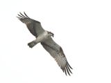 Osprey 33
