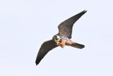 Hobby