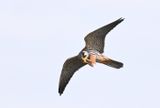 Hobby