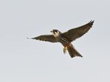 Hobby