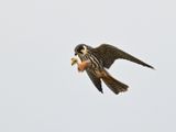 Hobby