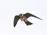 Hobby
