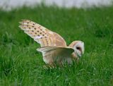Barn Owl 