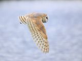 Barn Owl