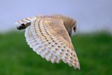 Barn Owl