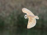 Barn Owl