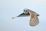Barn Owl