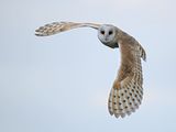 Barn Owl