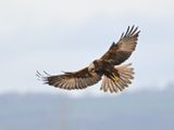 Marsh Harrier