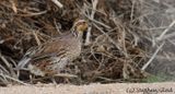 Northern Bobwhite (female)