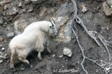 Mountain Goat
