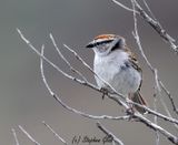 Chipping Sparrow