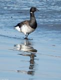 Atlantic Brant
