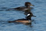 Hooded Merganser