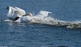  Swan