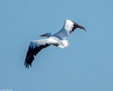 American White Pelican