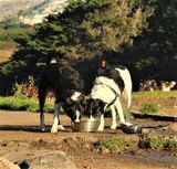 Pups at Fort Funston.jpg