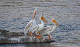 American White Pelicans