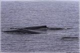 Multiple whales