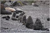 Fur seal day care?