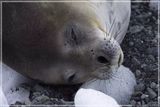Weddell seal