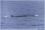 Minke whale