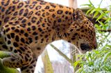 Amur Leopard