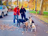 moms-dogwalkOct22.jpg
