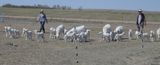 Moving the Ewes and Lambs