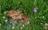 Rocky Mountain Bellflower