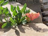 Rumex venosus, Wild Begonia