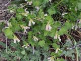 Ribes cereum, Wax currant